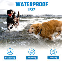 Lade das Bild in den Galerie-Viewer, T20B Hundetrainingshalsband (in 2 Farben erhältlich)